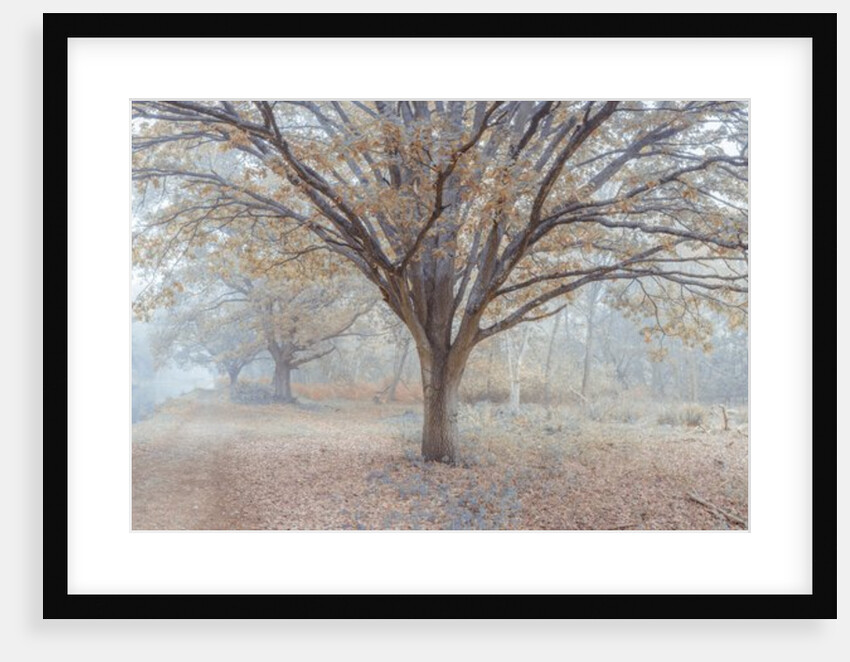 Canal through forest by Assaf Frank